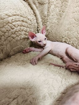 Sphynx kocourci velcí mazlíčci 😺 - 5