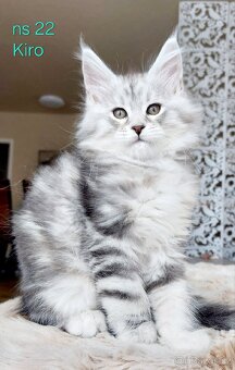 Mainská mývalí koťátka s PP - 5