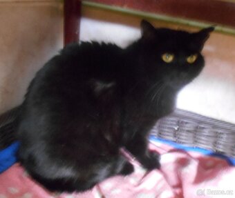 Černá, hodná, klidnější 2,5letá kočička Šmudlinka Micinka - 5