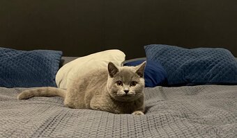 Prodám kočku – britská modrá - 5