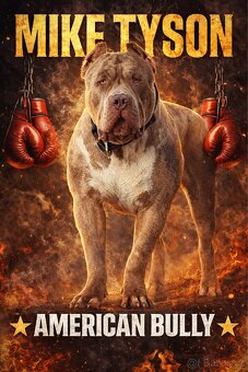 American bully XL - krytí - 5