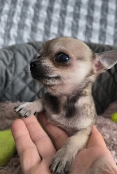 Čivava - štěňátko pejsek. - 5