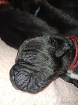 Štěňata Cane Corso - 5