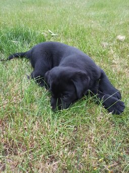 Labradorský retrívr štěně - 5