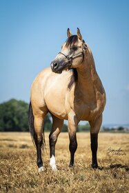 Připouštění QH hřebcem 7 panel N/N - 5