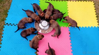 Belgický ovčák malinois štěňata - 5