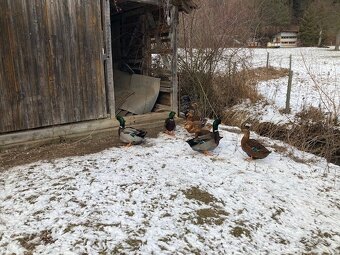 prodám kachna ruánská - 5