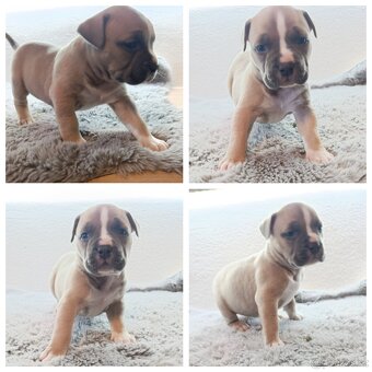 American Bully Standard - 5