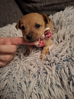 Stěně Čivava X Pražský Krysařík - 5