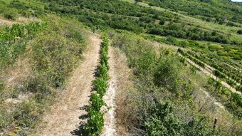 Prodej vinice Lovčičky   SLEVA 36 Kč/m2 - 5