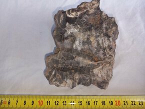 Zkameněliny, paleontologie, zkamenělé dřevo - 5