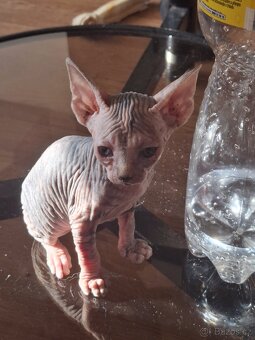 Koťatka sphynx - 5
