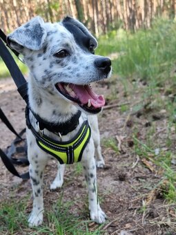 LAKY K ADOPCI - malý usměvavý mazel - 5
