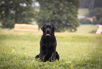 Labradorský retriever A MAGIC FRIEND OF FROTARIS - krytí - 5