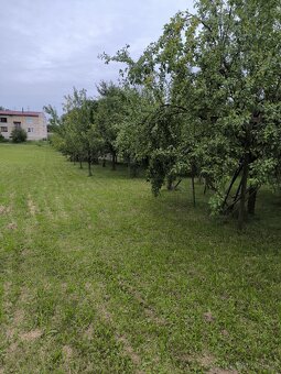 Prodám švestky na kvas, povidla - 5