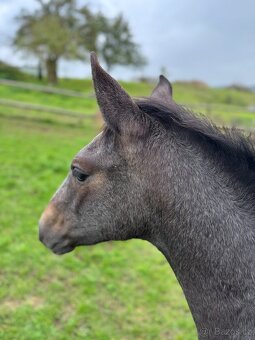 Lusitano hřebec PSL nar. 24.6. 2025 💎 - 5