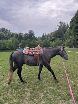 Quarter horse 2,5 roku . - 5