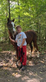 2leta klisna Welsh part bred - 5