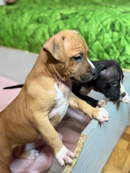 Americký stafordšírský teriér, štěně, stenata - 5