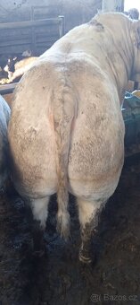 Jateční býci - 5