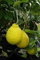 Citroník, Citrus, Ponderosa, Citrus Pyriformis, citrusy - 5