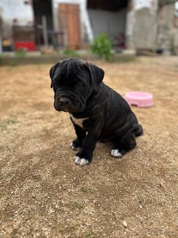 Cane Corso - 5
