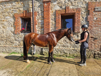Pretoria Eden, welsh cob pony, sekce D - 5