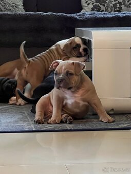 American Bully pocket - 5