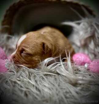 American Bully ABKC - 5