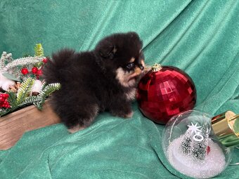 Štěňata pomeraniana s PP FCI - 5