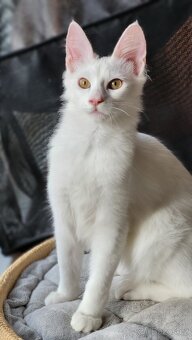 Turecká angora s PP - koťátka - 5