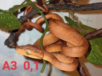 Corallus hortulanus CB 9/24 - 5