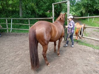 Kobylka Quarter horse kvh 148cm - 5