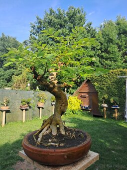 Bonsaj,bonsai Jasan Ztepilý - 5