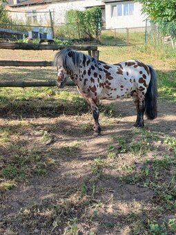 Mini pony - 5
