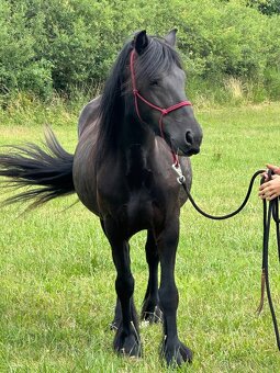 Klisna fellského pony - 5