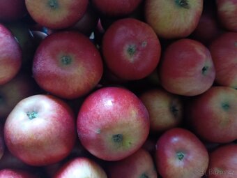 Trhaná jablka ze zahrady - 5