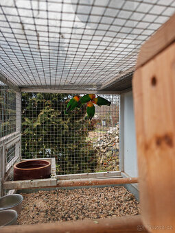 Agapornis fischerův 2025 - 5