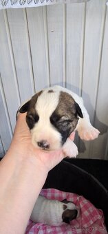 Jack Russell terier - 5