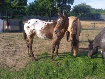 Klisna Appaloosa - 5