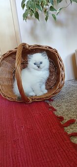 Koťátka ragdoll - 5