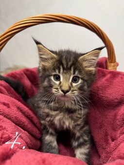 Mainská mývalí kočka / Maine Coon koťata - 5