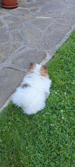 Pomeranian - 5