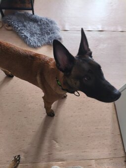 BELGICKÝ OVČÁK - MALINOIS - 5