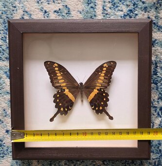 Sbírka motýlů - 5
