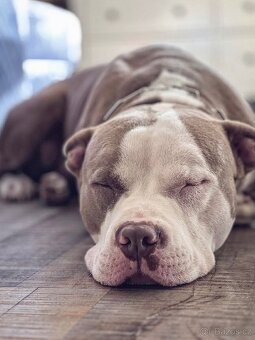 American bully standard - 5