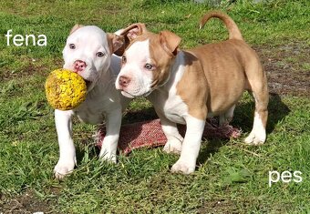 American Bull standart - 5