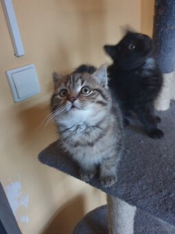 Britská modrá koťátka - 5