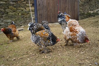 Brahmánky porcelánové 🥚🐣 (násadová vejce i kuřátka) - 5