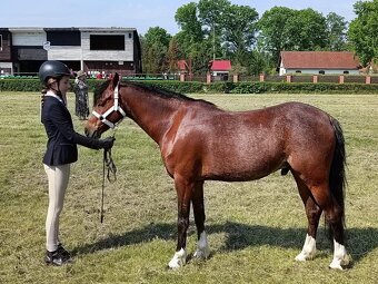 Welsh pony B - 5